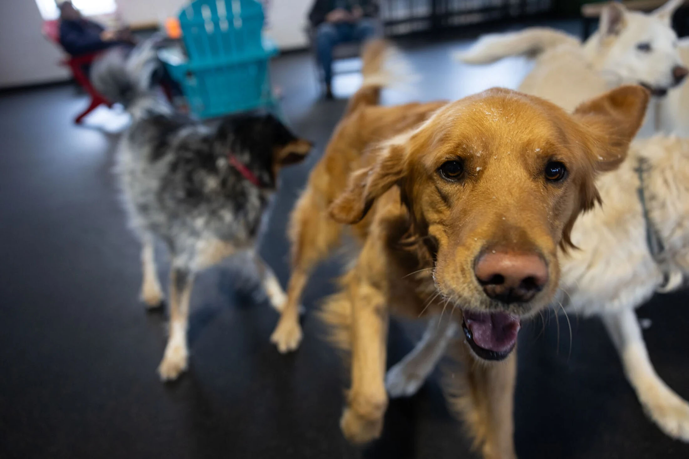 Off Leash Dog Bar